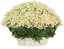 Цветочная композиция из Ромашки в корзине #REPLACE_PRED# Барсуках